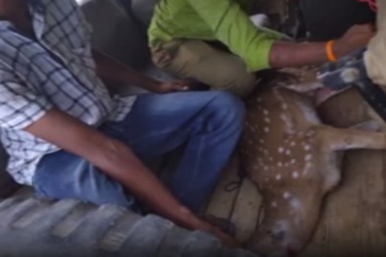 dogs attack on deer and it was died in cadapa dst nandaloor mandal