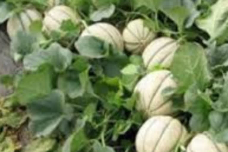 Lockdown effect on Muskmelon crop