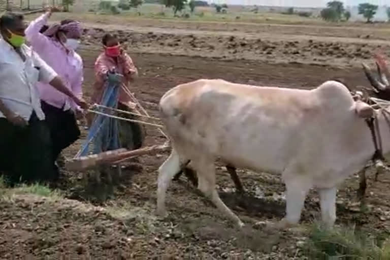 mla renukacharya work in former Plowing the land