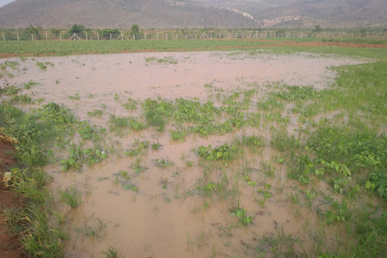 heavy-rain-in-nellore