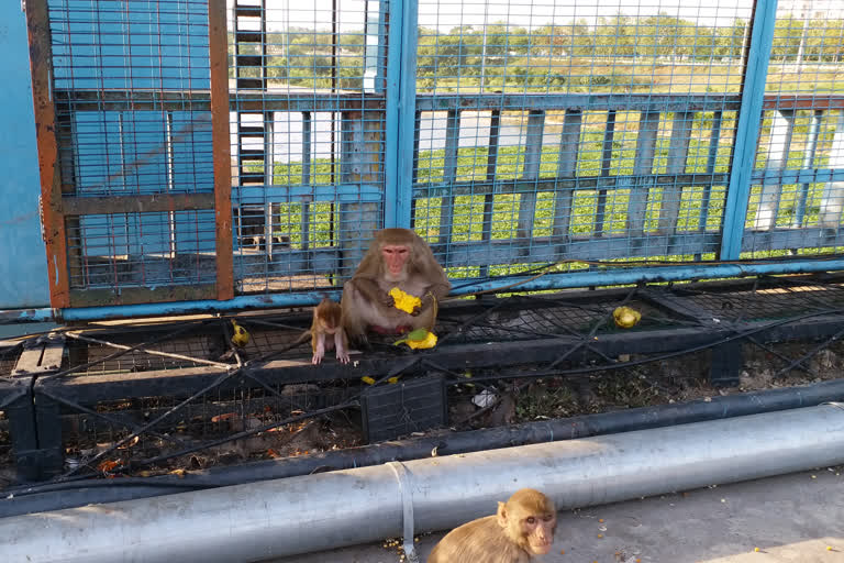 man give food to monkey