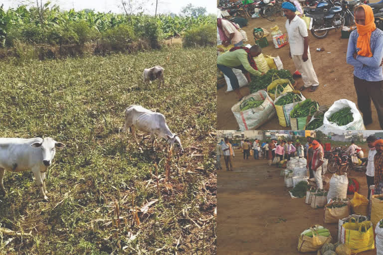 farmers are not getting profits due to Brokers in lockdown