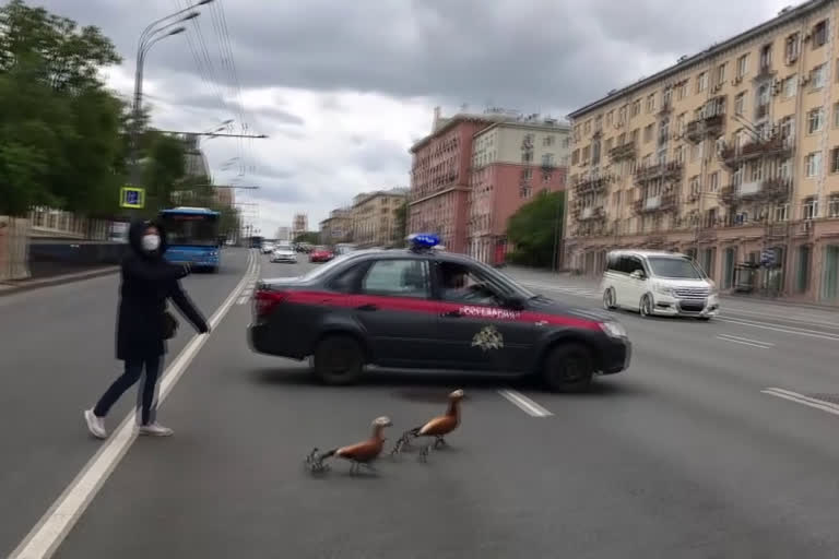 Family of ducks crosses Moscow street