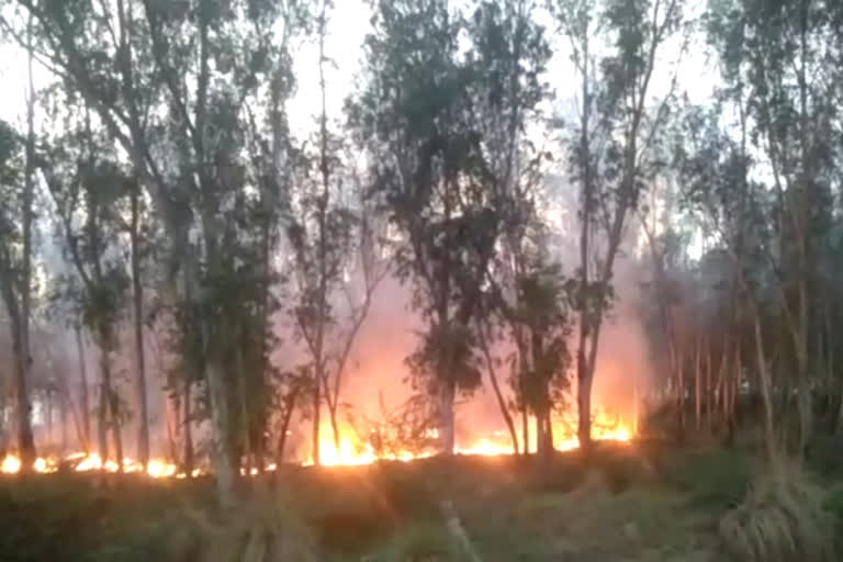 Faridabad forest fire