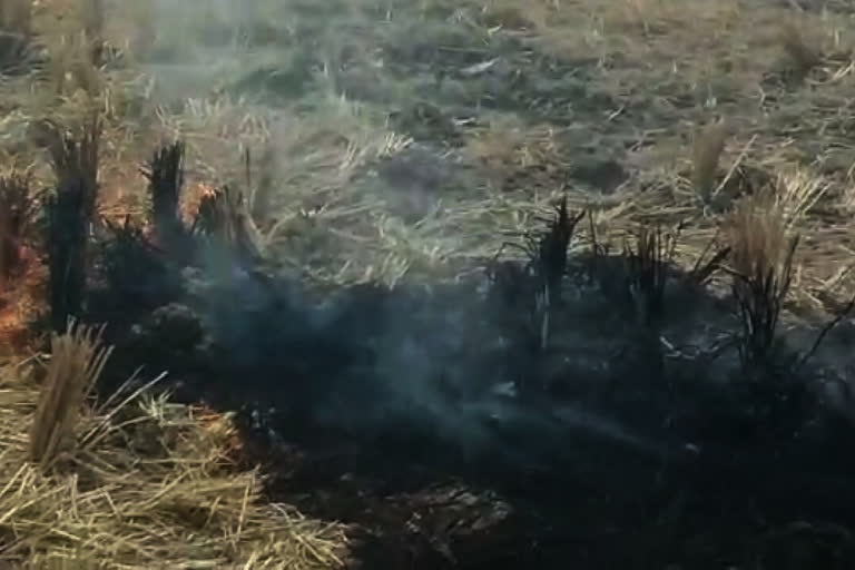 Farmers are killing soil fertility by setting fire to paddy fields