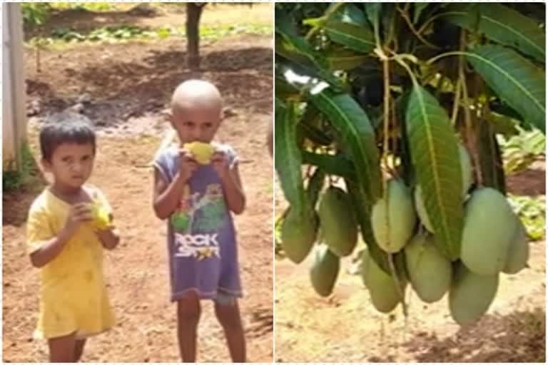 organic-mango-selling-in-kustagi