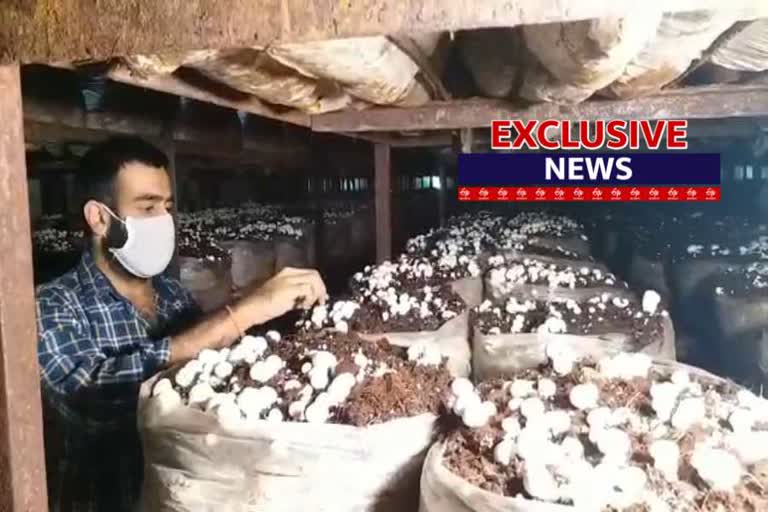 India largest mushroom plant in Yamunanagar