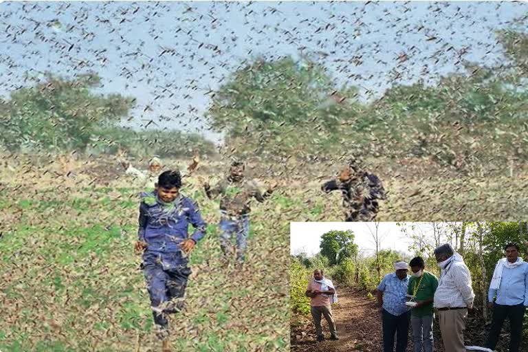 locust party