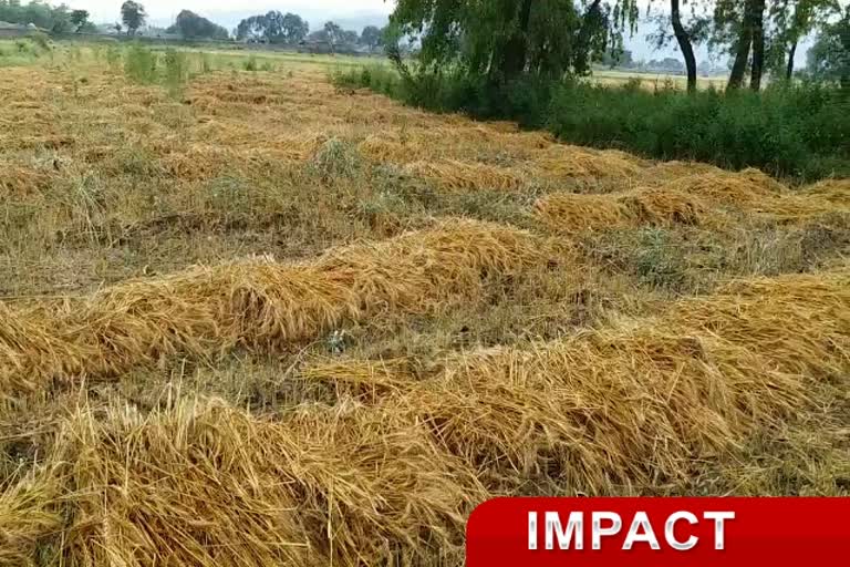 ETV BHARAT IMPACT: बेमौसम बारिश में फसल बर्बाद, सरकार देगी मुवावजा