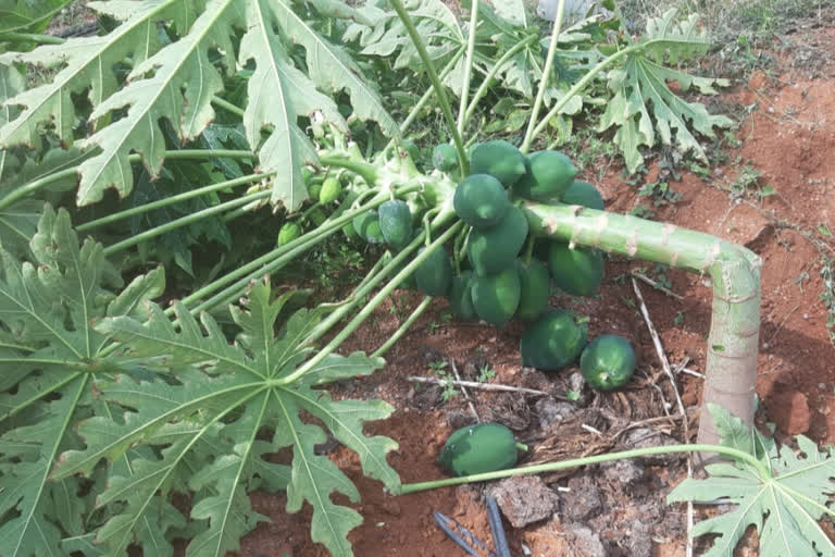 Elephant attack to papaya plantation at Ramanagara