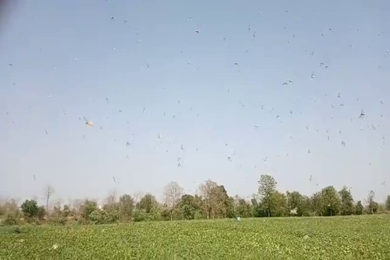 Farmers trying to drive locusts