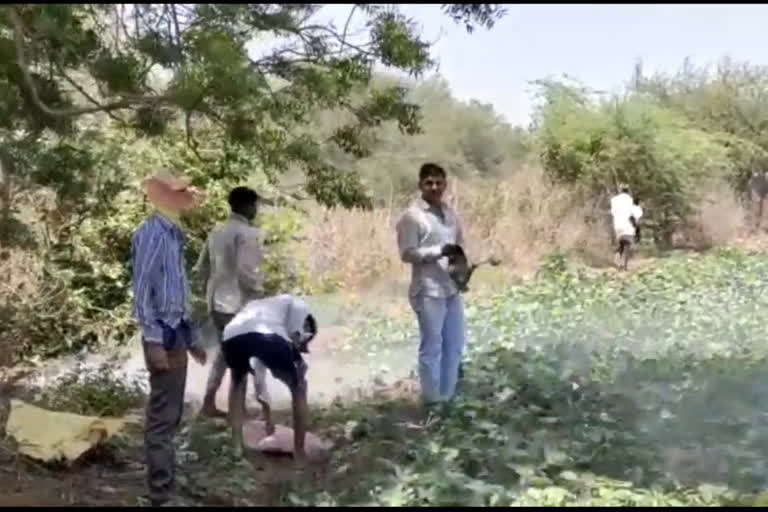 Locusts move towards Madhya Pradesh of neemuch