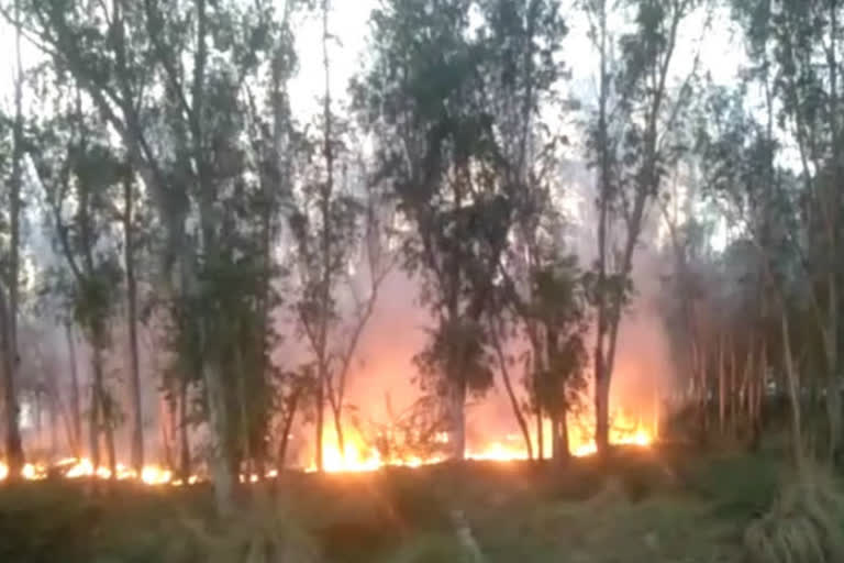 fire in forest of rajpura village at Faridabad