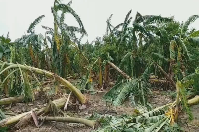 Agricultural sector has been effected as cyclone amphan