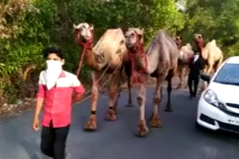 Camel safaris