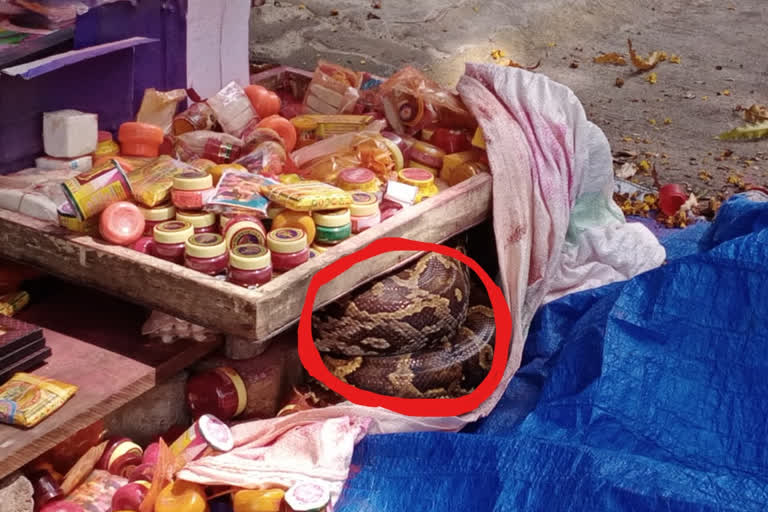 Python  in a store at  papavinashanam