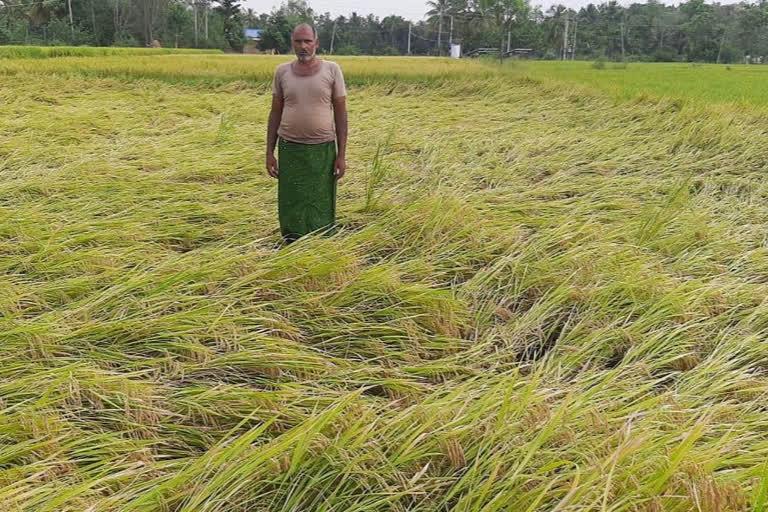 Paddy toppled by rain