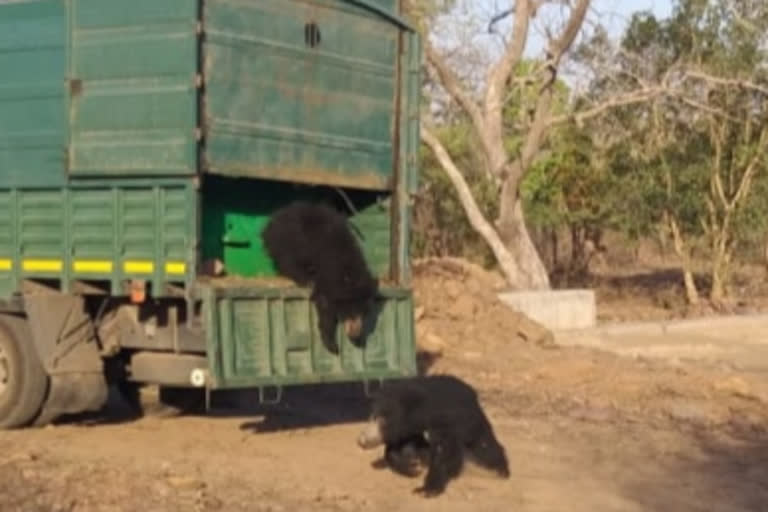 कोटा न्यूज, कोटा थर्मल से भालू का रेस्क्यू, Bear Rescue from Kota Therma