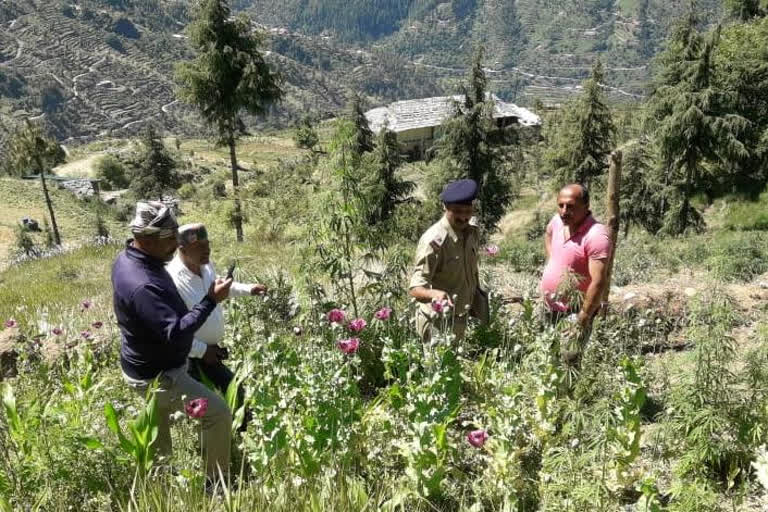 opium and cannabis illegal farming