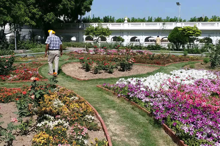 486-medicinal-plants-in-sri-harmandir-sahib-to-keep-enviroment-clean