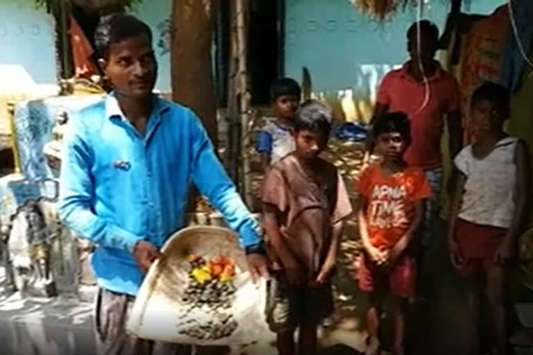 Jharkhand village turns to cashew cultivation