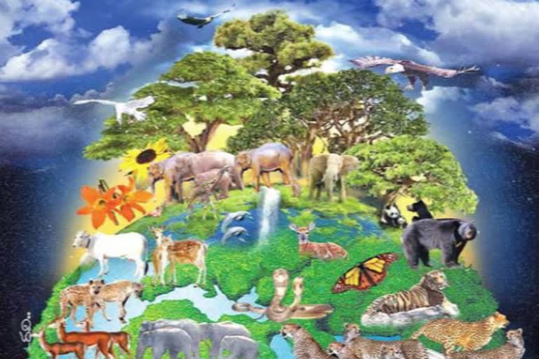 world biodiversity day