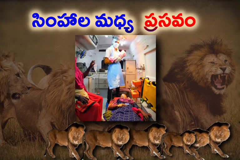 Woman delivers baby in ambulance surrounded by lions in Gujarats Gir Somnath