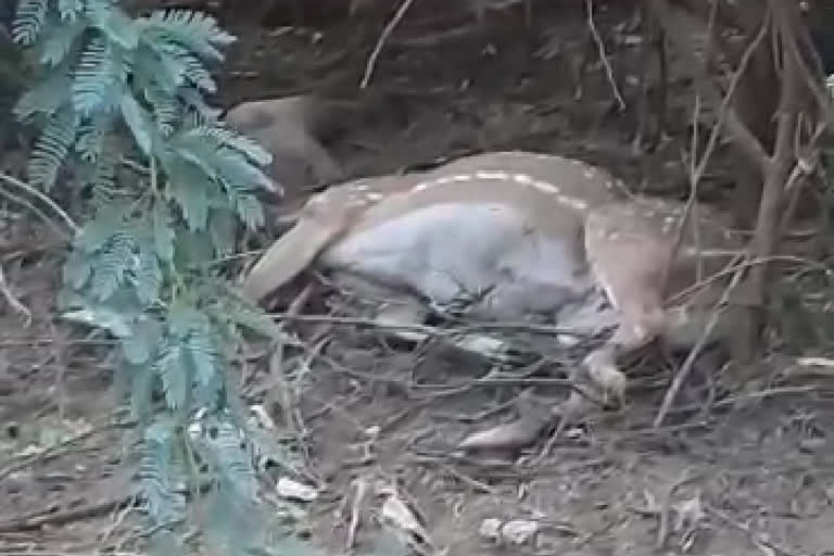 hunters killing animals at seshachalam forest