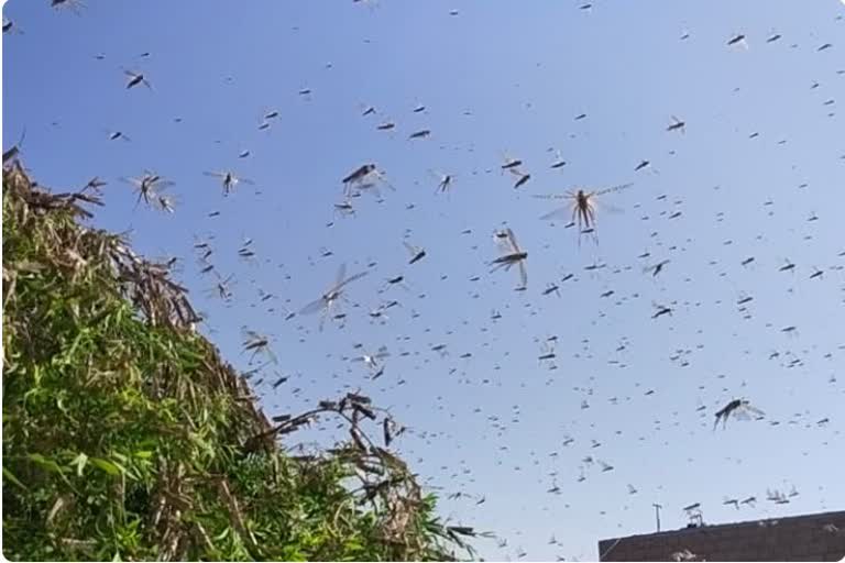 locust party attacked