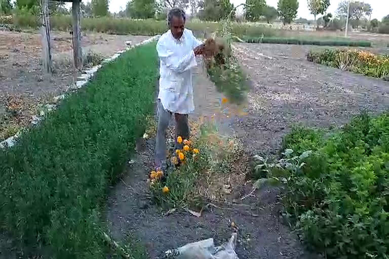 flower Farmers,  फूलों की खेती