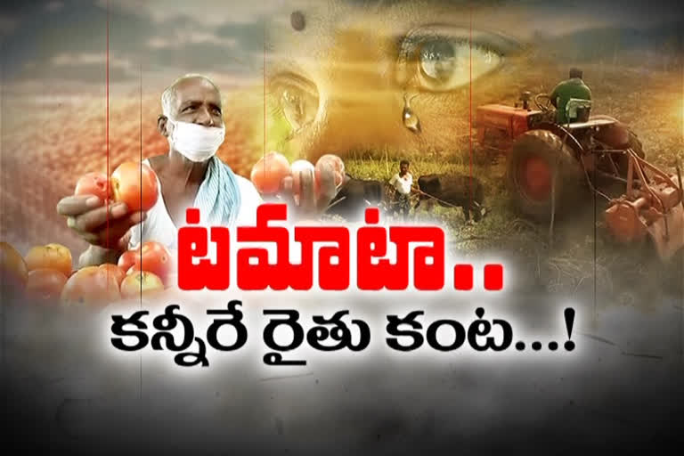 టమాటా.... రైతుల కంట కన్నీల పంట