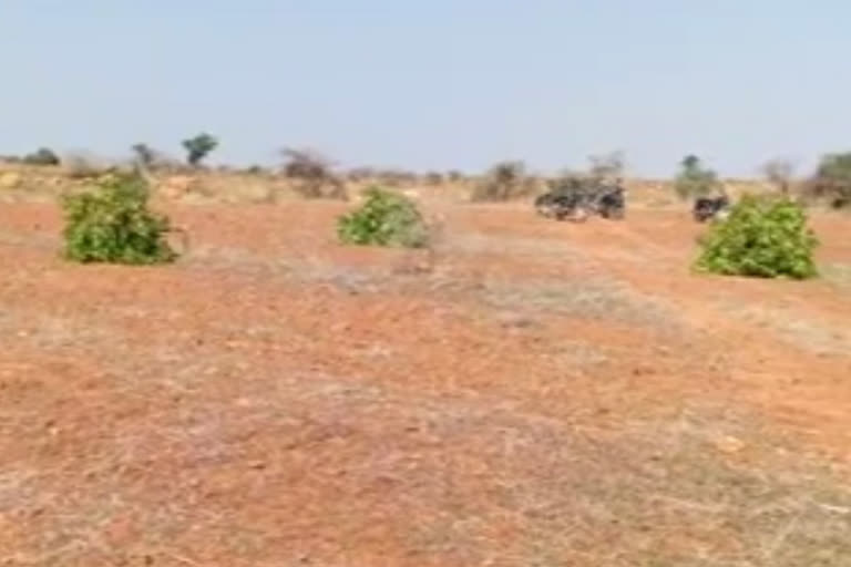 The mango trees were cut down