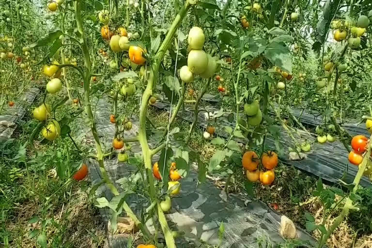 Bengaluru tomato demand increased