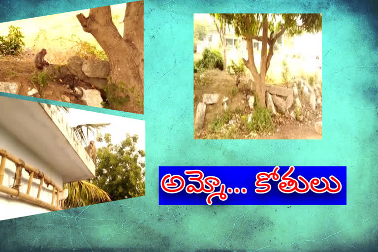 monkeys problem in veeravalli