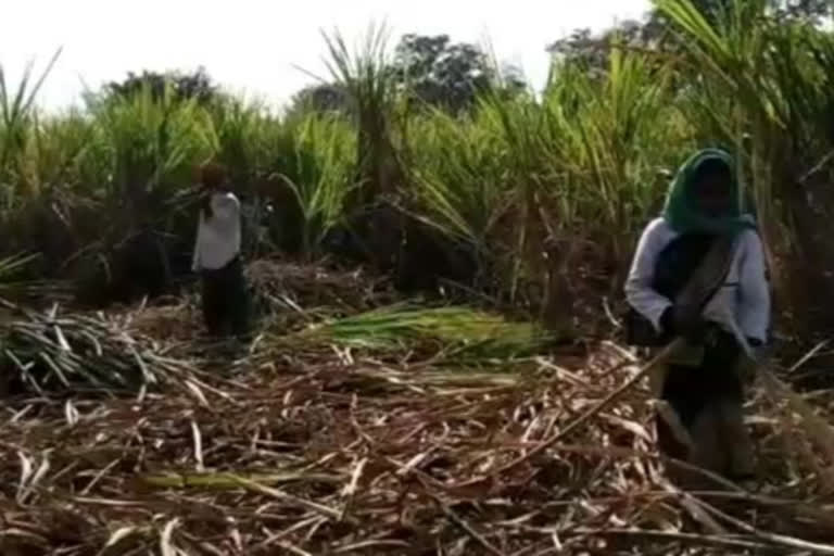 sugarcane farmers getting bonus rupees for their crop in kawardha