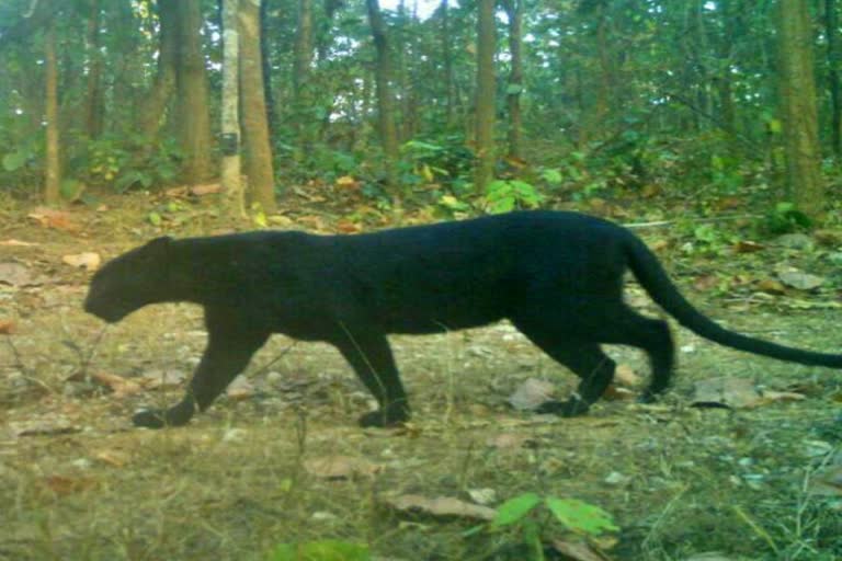 Black Panther in chhattisgarh