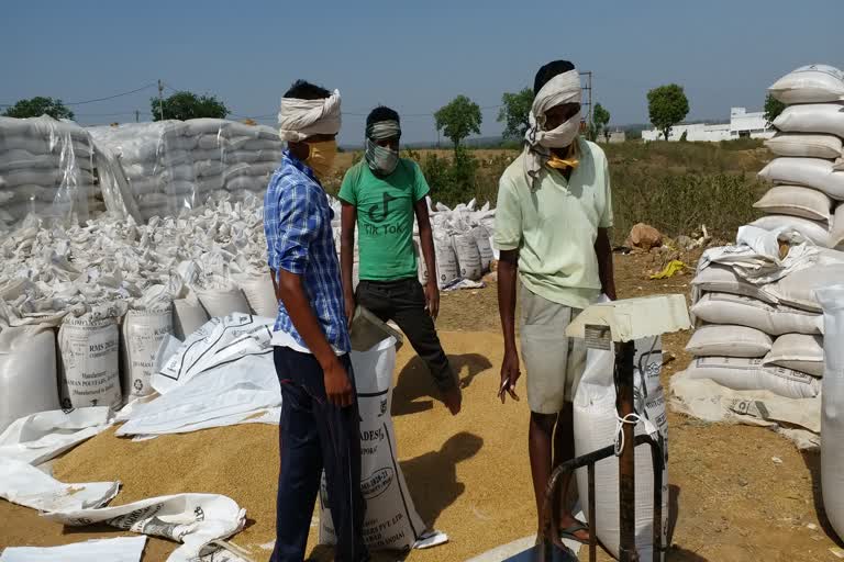 Wheat procurement will start in Chhindwara