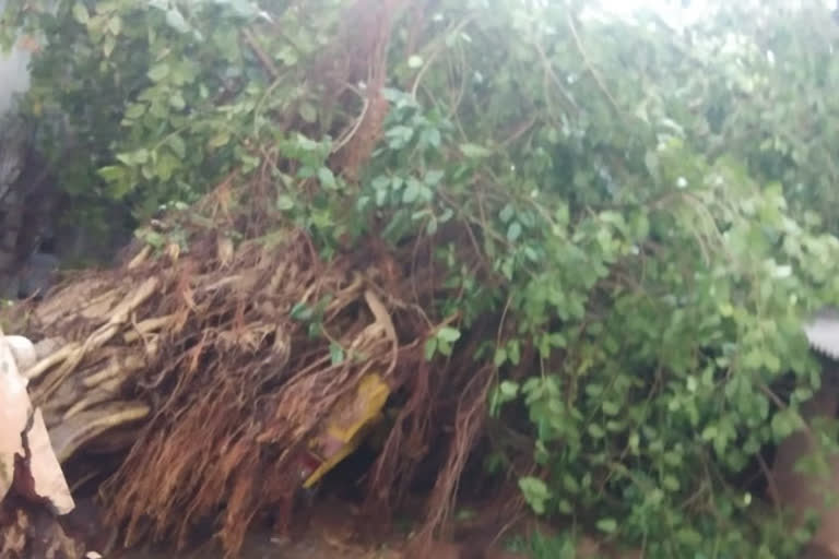 Amphan cyclone effect: Heavy rain in Dharwad