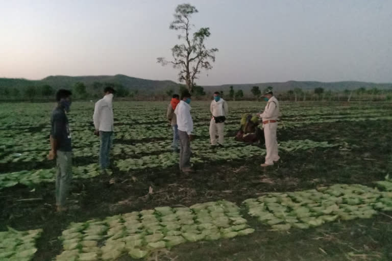 Tendu leaf collection work is proving to be a boon for unemployed laborers