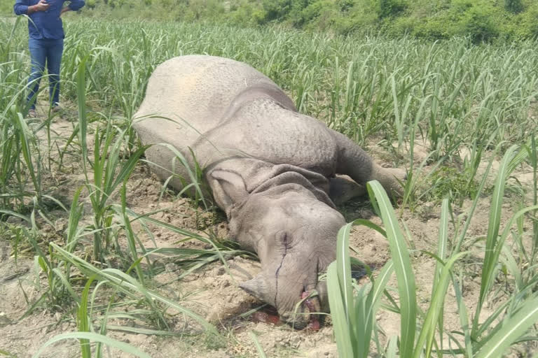 Rhino found dead in Bihar tiger reserve