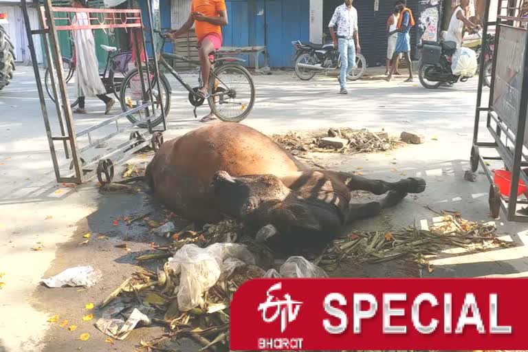 injured cow