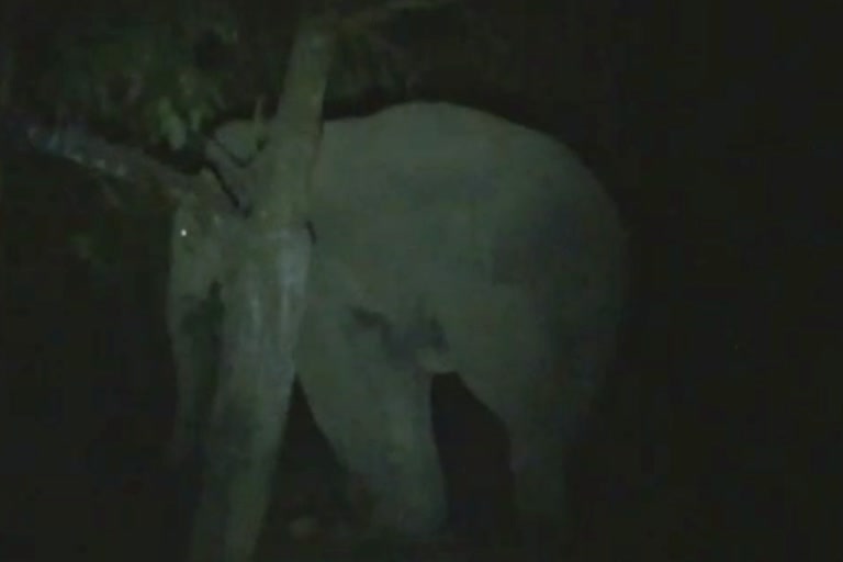 Wild elephant create havoc at Hojai