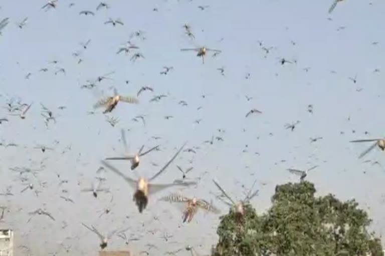 locusts from pakistan in jhansi