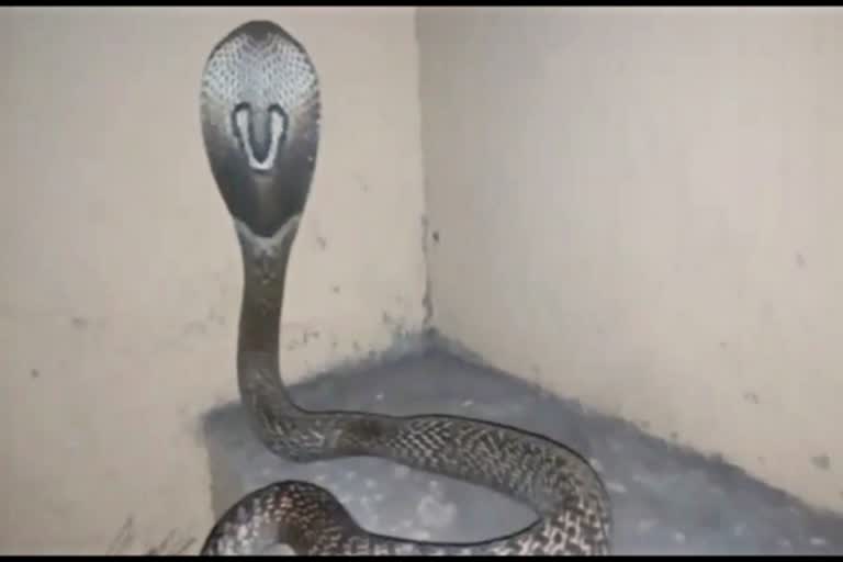 eight feet long snake in siddhi vinayakar temple caught