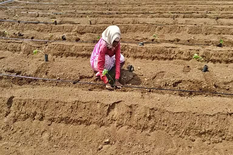 Farmers planting papaya in belagavi