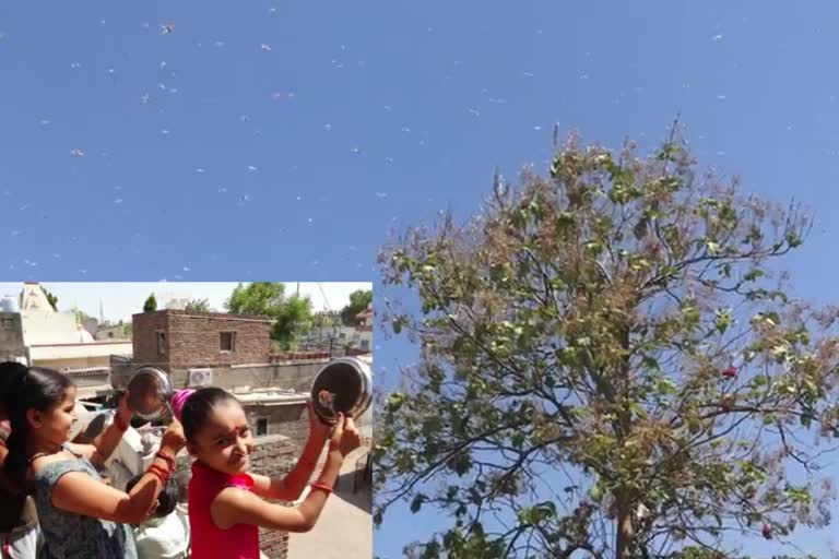 Locust invasion in Bhavnagar