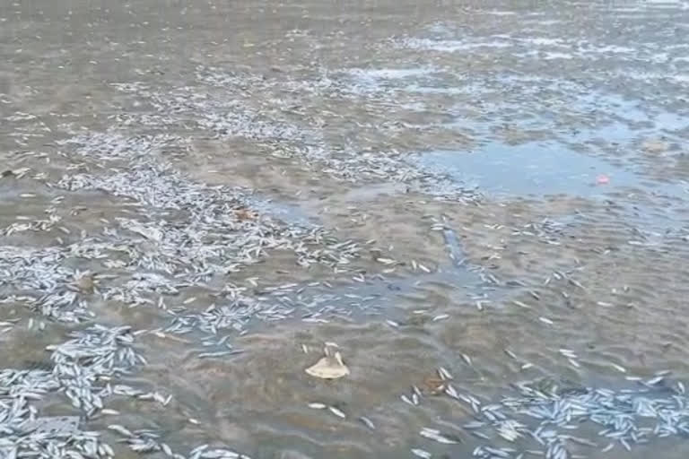 thousands of fish dead