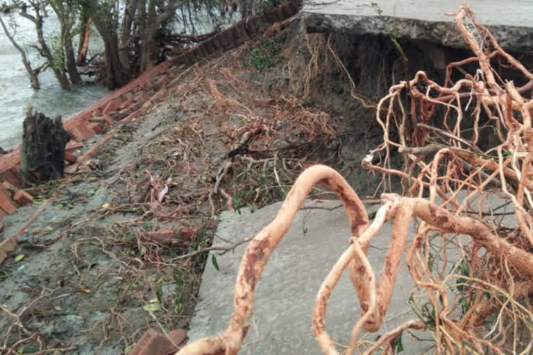 No incident of Sunderbans tigers straying into human habitat during cyclone Amphan