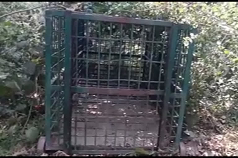 Bahraich: Forest department fails to catch lion