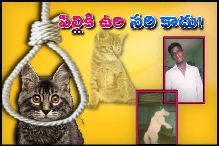 18-year-old arrested for posting hanged cat for TikTok video